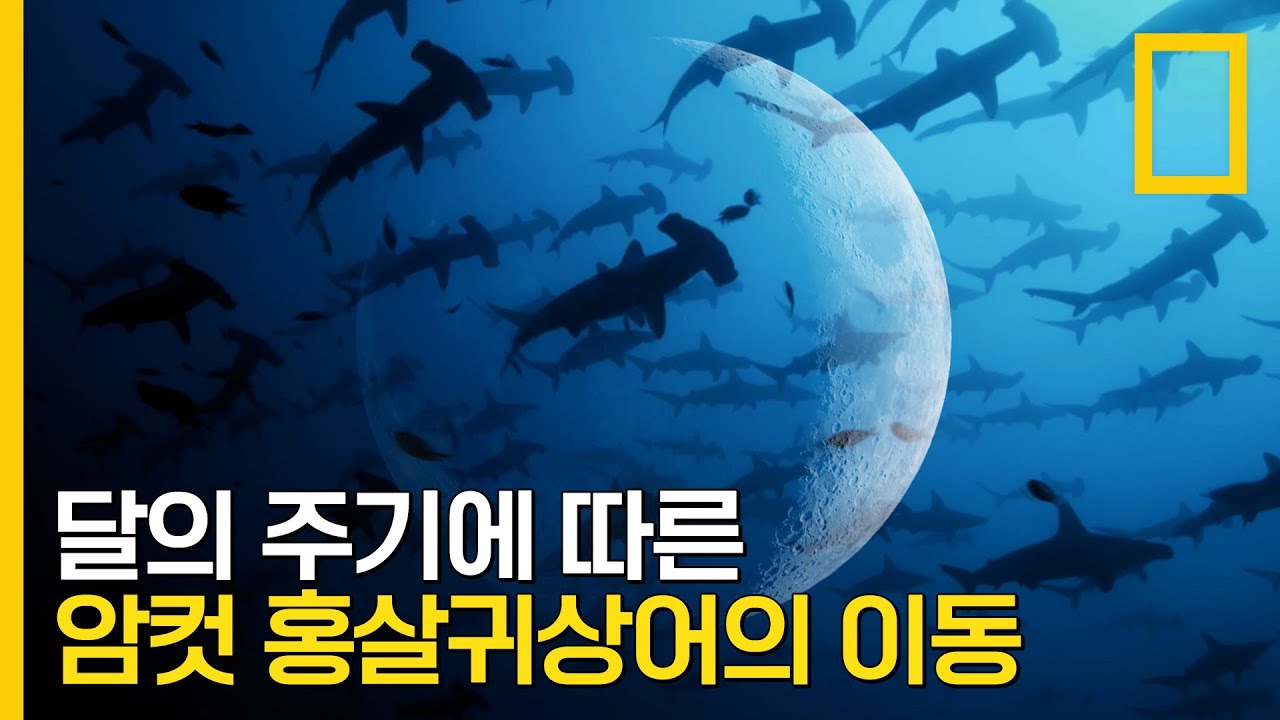보름달의 주기에 따른 암컷 홍살귀상어의 이동 경로 | 샤크 사이드 오브 더 문