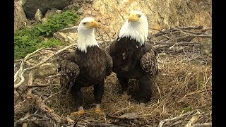 Two Harbors Bald Eagles. 06.55 \/ 29 January 2019