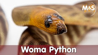 Woma-Python | Aspidites ramsey Profile