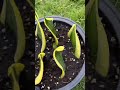 Motherin laws tongue  snake plant leaf propagation in soil shorts houseplants gardening