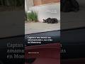 Mamá osa amamanta a sus crías en Monterrey