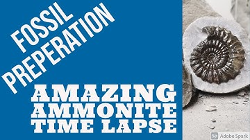 Fossil preparation time lapse - Fossil Ammonite prep
