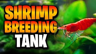 How To Easily Set Up A Thriving Cherry Shrimp Breeding Tank! (Works With Any Neocaridina Shrimp)