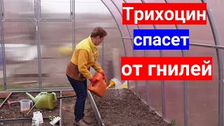 Срочно! Пролейте почву в теплице, защита рассады от увядания. Как применять Трихоцин по инструкции.