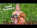 UNWANTED PUPPIES GET A NEW CHANCE AT LIFE!