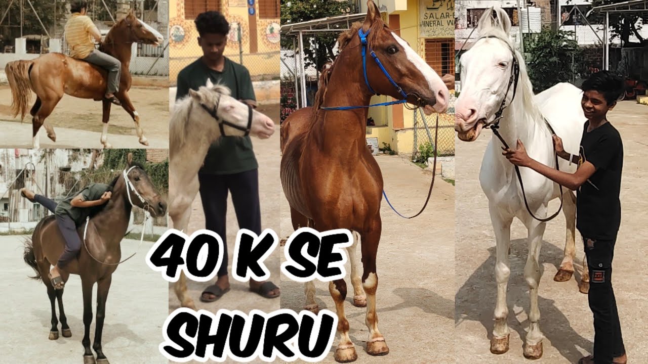 marwadi stallion horses in Hyderabad at friend's stud farm | white poni horse & ghodiya