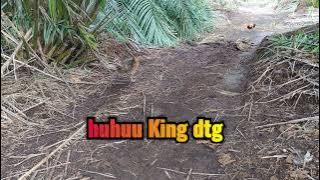 Ayam Hutan Pikat Betina 213