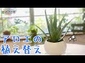 【簡単】アロエの植え替え【おしゃれに】