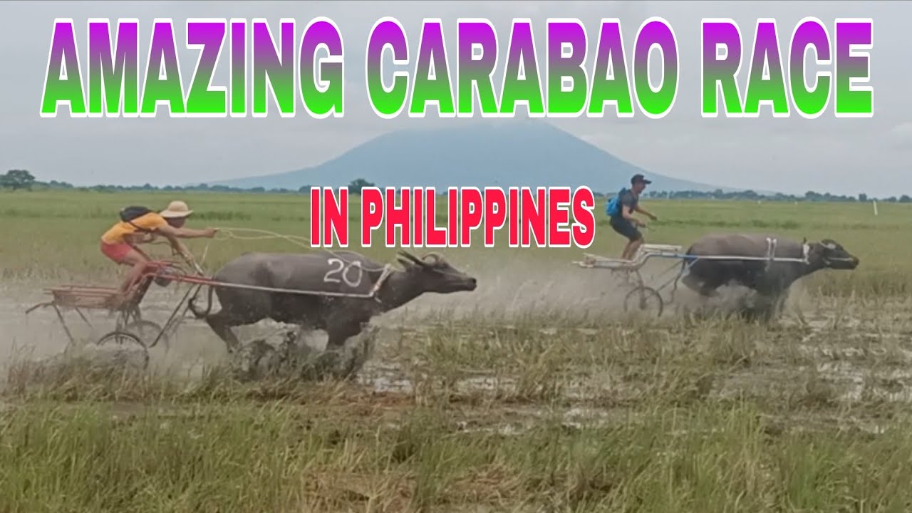 AMAZING CARABAO RACE IN PHILIPPINES JOEBOY AI IDOL - YouTube