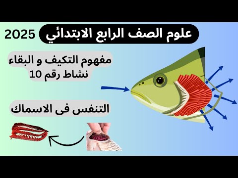 التنفس في الاسماك علوم الصف الرابع الابتدائي