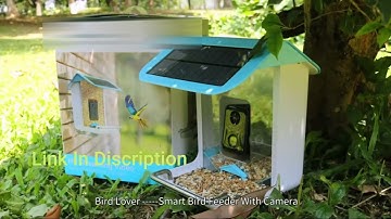 Amazoncom Bird Feeder with Camera -Bird Watching HD Camera Videos  Motion Detection -Birds lovers