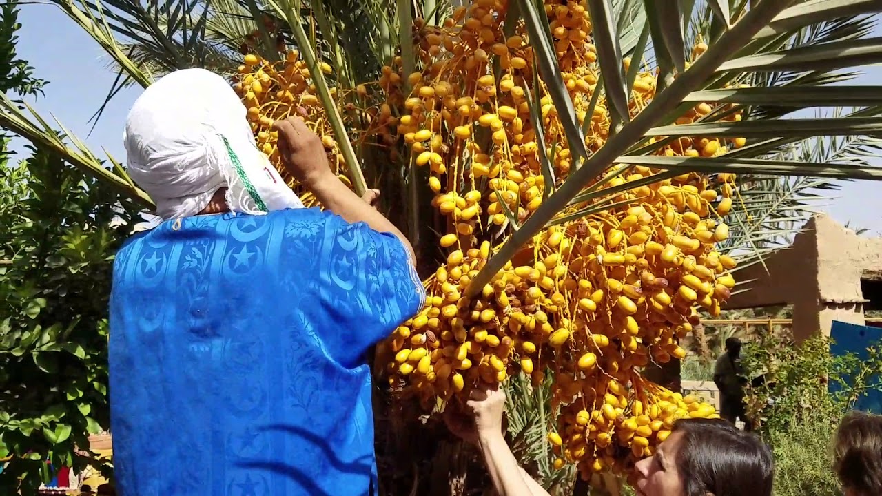 Palma de dátiles - YouTube