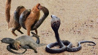 King Cobra Big Battle In The Desert Mongoose and the unexpected | Who Will Be The Winner