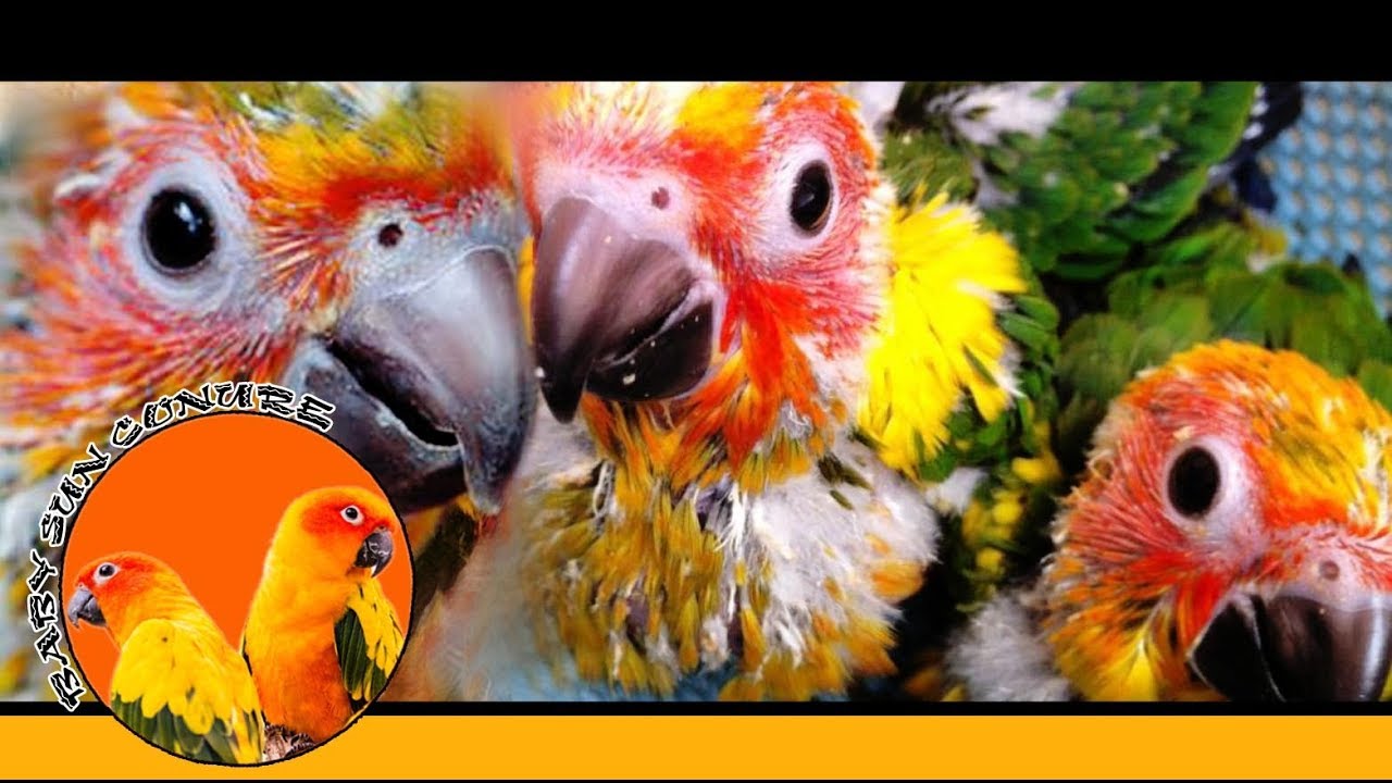 camera iphone 8 plus apk BABY SUN CONURE / Baby Sun Conure Fun / Funniest Parrots