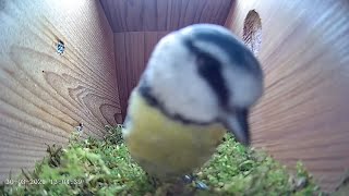 30th March 2021 - Blue tit nest box live camera highlights
Busy, busy, busy. Over 140 visits to the box today! The male was a little more interested and was kicked out of the box four times for his troubles. Fun for us to watch though!
Our little bird is still taking things in and taking things out before bringing lots of stuff in towards the end of the day. There must be a plan, there must be a plan, there must be...
More tomorrow! 30th March 2021 - Blue tit nest box live camera highlights