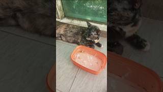 Cats & kittens are 885 & 794 & 720 & 637 & 536 & 519 &471 & 395 & 280 & 242 & 142 &302 &236 &134&100