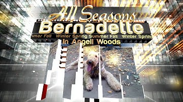 Ex004 BluffTitler BixPack7 Template with Video, Photo & Music