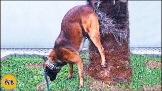 Funny Animal Videos - Try Not To Laugh At Funniest Pets by Bad Pets 2,701 views 3 months ago 10 minutes, 32 seconds