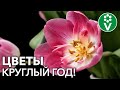 Как заставить ТЮЛЬПАНЫ ЦВЕСТИ ЗИМОЙ? Технология выгонки луковичных цветов