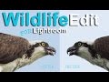 Editing Wildlife in Lightroom
