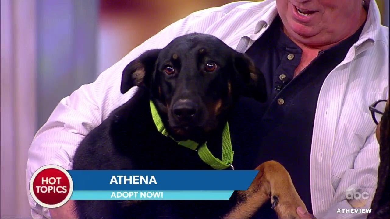 Adopt These Pups From Barc Shelter in Brooklyn | The View - Adopt These Pups From Barc Shelter in Brooklyn | The View