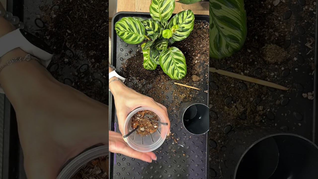 Пересадка 1 . Лонгилоба и Калатея растения из пятерочки.  Посадила монстеру на тотем.