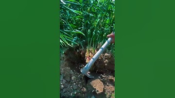 Proses pemanenan jahe yang sangat luar biasa #shorts