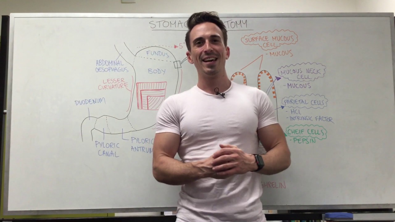 Stomach Anatomy | Location & Structure - YouTube