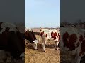 Just a real Simmental bull, big headed, strong for raising 101
