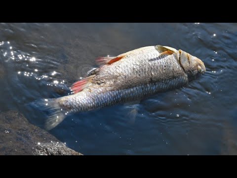 Fischsterben an der Oder 4K