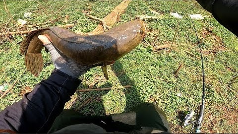 Câu cá lóc ở đập Bầu cạn,bà Hồng | Nhái thật mồi mềm  lên hàng