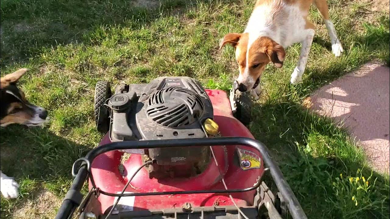 How to fix a seized lawn mower, by Pekoe YouTube