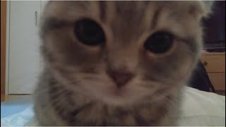 【スコティッシュフォールド　子猫】お腹の上に乗らなくなったてんちゃん by てんちゃん図鑑 1,915 views 2 years ago 1 minute, 59 seconds