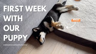 First Week With Our Shiba Inu Puppy by Ellie & Riley 35,558 views 2 years ago 10 minutes, 21 seconds