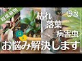 【観葉植物の○○解決します】お悩み相談会2023パート2