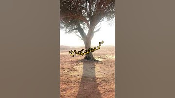 قراءة بالطور العراقي الحزين تلاوة تفوق الخيال|القارئ:عمر الهاشمي|