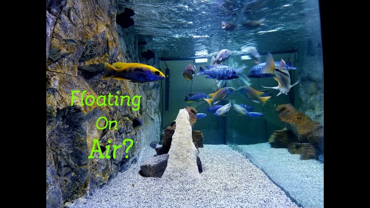 Are They Floating? Simple Tips on Crystal Clear Aquarium Water 