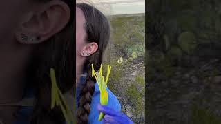 EDNA and Agave  #bats #animals #science
