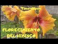 Florecimiento del hibisco