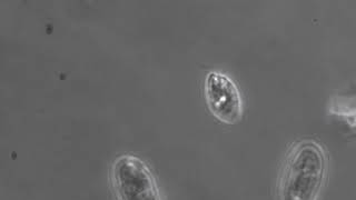 RCC4784 - Cryptophyceae - Rhodomonas sp.