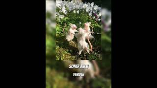 Soner Avcu - Yeniden Speed Up