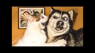Most Amazing Pet Funny Moments | Cute and Funny Cats and Dogs || PetHolics by PetHolics 256 views 2 years ago 4 minutes, 44 seconds