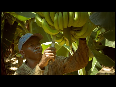 Video: Är Bananer Bra För Dig?