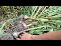 Часник під соломою 2018. Збір врожаю. Ukrainian garlic. Harvesting under the straw