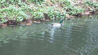 canard à colvert