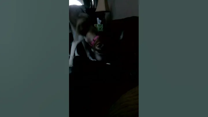 Husky tries burying bone in couch