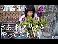 #73「植え替え #沈丁花」