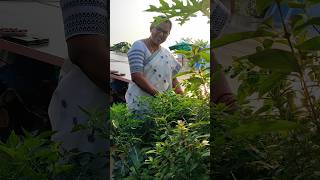 పిప్పర్ మెంట్ బిల్లా లాంటి తులసి తిన్నారా ఎప్పుడైనా 👍#mint tulasi #garden #pleasesubscribe 🙏