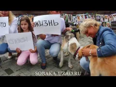 20 августа Всемирный День Бездомных Животных.Выставка собак Приюта Щербинка ЮЗАО SOBAKA-UZAO.RU
