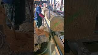 Massive Log Precision Slicing 🪵#IndustrialWoodworking #TimberProcessing #SatisfyingCuts